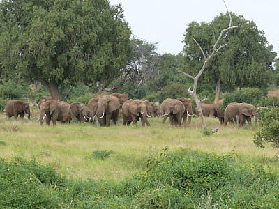 Elefanten im Tsavo East Nationalpark