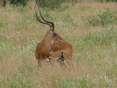 Impalabock im Tsavo East Nationalpark