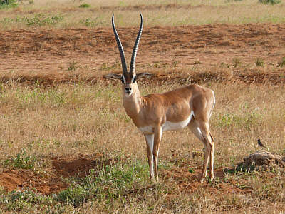 Männliche Grantgazelle im Tsavo East Nationalpark