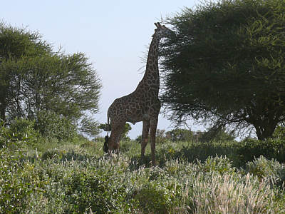 Giraffenbulle im Tsavo East Nationalpark