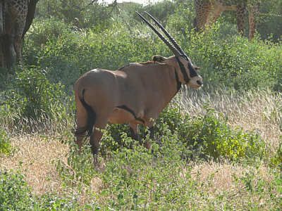 Oryx im Tsavo East Nationalpark