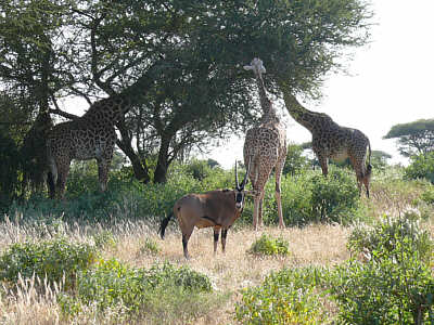 Oryx und Giraffen im Tsavo East Nationalpark