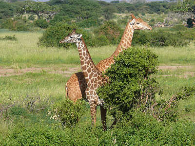 Giraffen im Tsavo East Nationalpark
