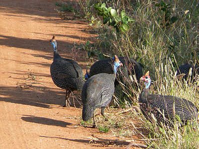 Helmperlh&uouml;hner im Tsavo East Nationalpark