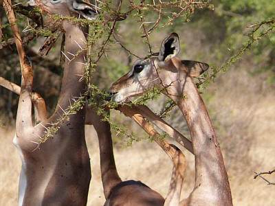 Gerenuks im Tsavo East Nationalpark