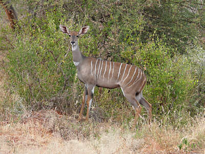Kleiner Kudu (Weibchen) im Tsavo East Nationalpark