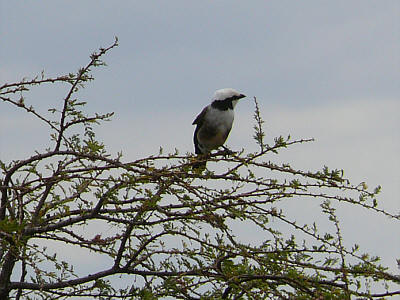 Rüppelwürger im Tsavo East Nationalpark