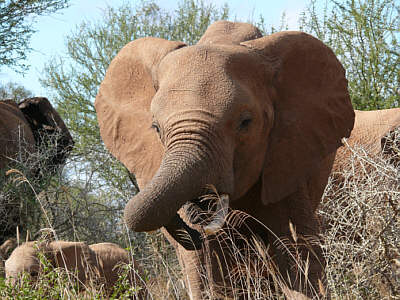Elefant im Tsavo West Nationalpark