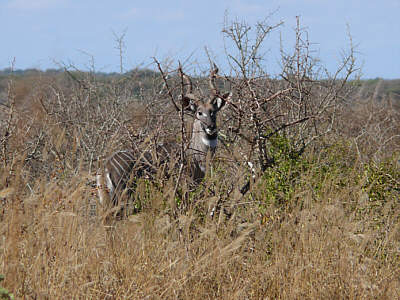 Kleiner Kudu (Männchen) im Tsavo West Nationalpark