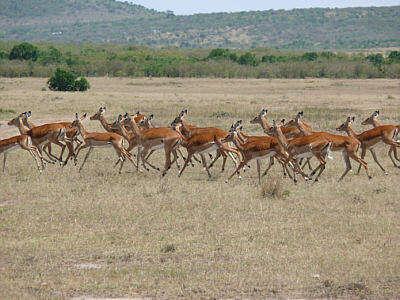 Impalas in der Maasai Mara