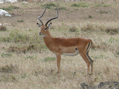 Impala in der Maasai Mara