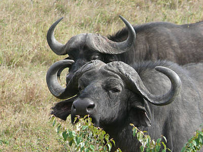 Afrikanische Bffel in der Maasai Mara