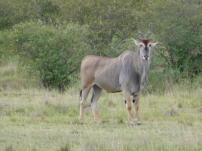 Elenantilope in der Maasai Mara