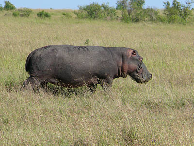 Flusspferd in der Maasai Mara