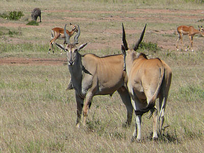 Elenantilopen und Impalas in der Maasai Mara