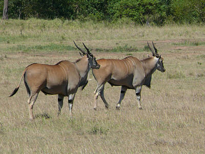 Elenantilopen in der Maasai Mara