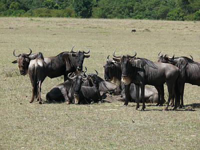 Gnus in der Maasai Mara