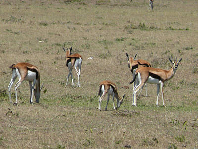 Thomsongazellen in der Maasai Mara