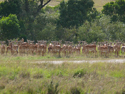 Impalas in der Maasai Mara