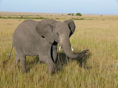 Elefant in der Maasai Mara