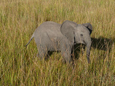 Elefant in der Maasai Mara