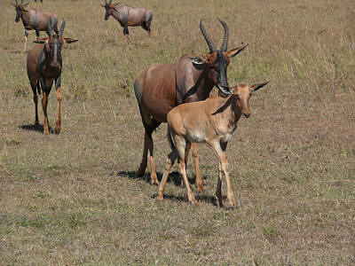 Topis in der Maasai Mara