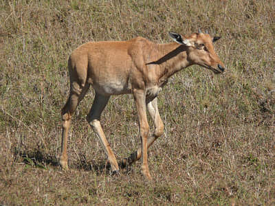 Junges Topi in der Maasai Mara