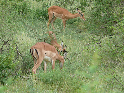 Impalas im Tsavo West Nationalpark