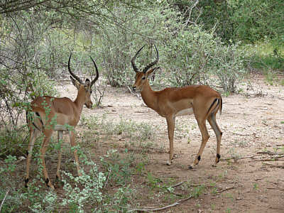 Impalas im Tsavo West Nationalpark