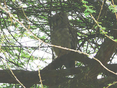 Blassuhu (Giant Eagle Owl) im Tsavo West Nationalpark