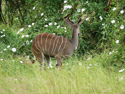 Mnnlicher Kleiner Kudu im Tsavo West Nationalpark