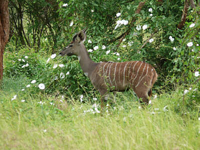 Mnnlicher Kleiner Kudu im Tsavo West Nationalpark
