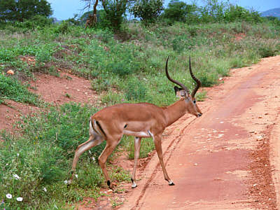 Impalabock im Tsavo West Nationalpark