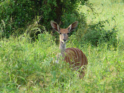 Weiblicher Kleiner Kudu im Tsavo West Nationalpark
