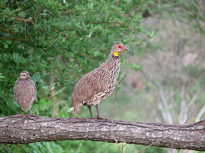 Gelbkehl-Frankoline im Tsavo West Nationalpark