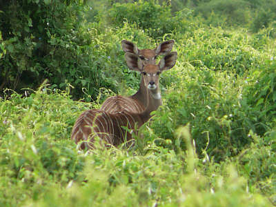Weibliche Kleine Kudus im Tsavo West Nationalpark