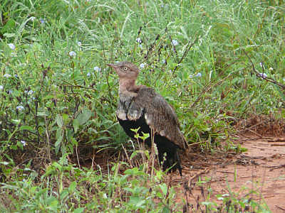 Schwarzbauchtrappe im Tsavo West Nationalpark
