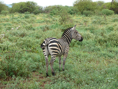 Zebra im Tsavo West Nationalpark