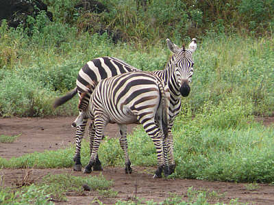 Zebras im Tsavo West Nationalpark