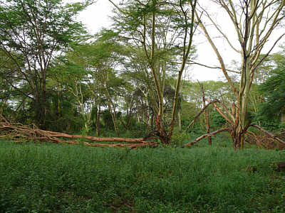 Gelbfieber-Akazien in Mzima Springs im Tsavo West Nationalpark