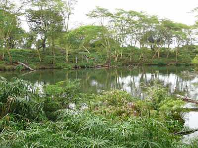 Mzima Springs im Tsavo West Nationalpark