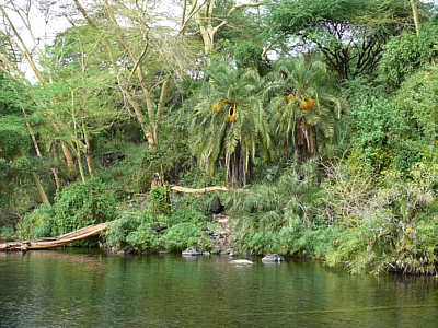 Palmen in Mzima Springs im Tsavo West Nationalpark
