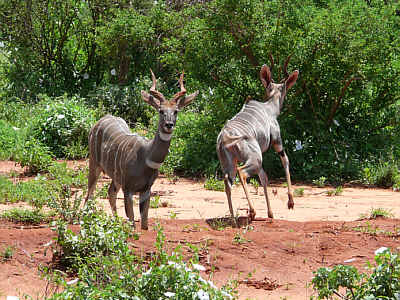 Mnnliche Kleine Kudus im Tsavo East Nationalpark