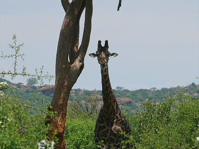 Giraffe im Tsavo East Nationalpark