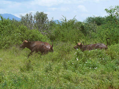 Bffel im Tsavo East Nationalpark