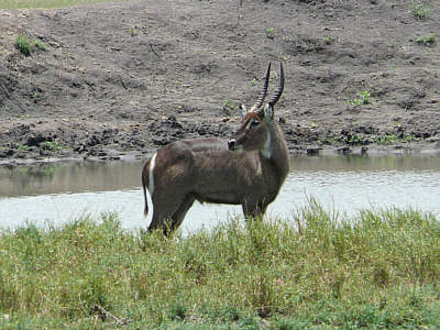 Ellipsen-Wasserbock im Tsavo East Nationalpark