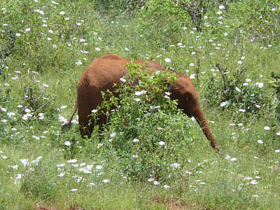 Baby-Elefant im Tsavo East Nationalpark