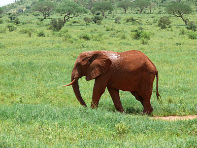 Elefantenbulle im Tsavo East Nationalpark