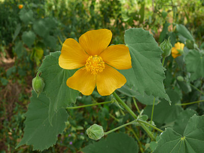 Blume im Tsavo East Nationalpark