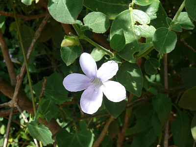 Blume im Tsavo East Nationalpark